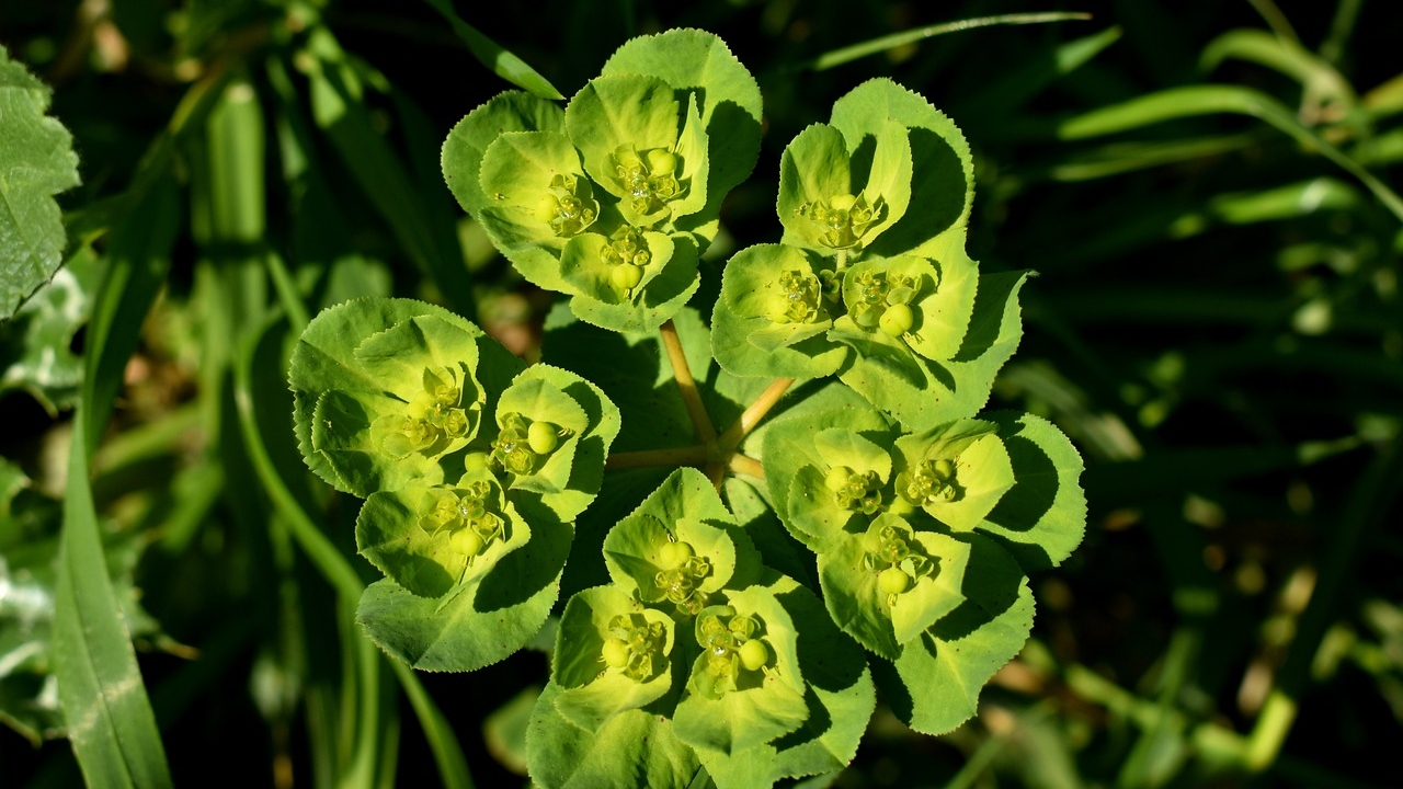 pianta di euphorbia hirta