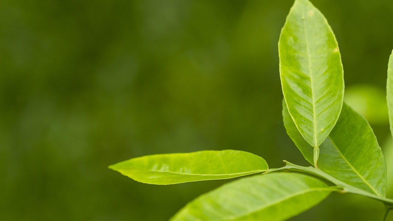 Foglie di limone: benefici per il corpo