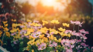 Fuliggine in giardino: un alleato naturale per le tue piante