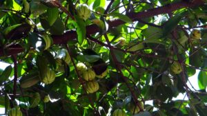 Garcinia: il frutto naturale che aiuta a perdere peso e migliora la salute