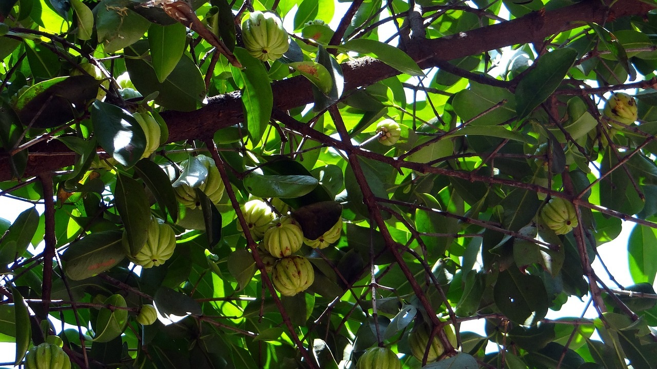 Garcinia: frutto dai mille benefici