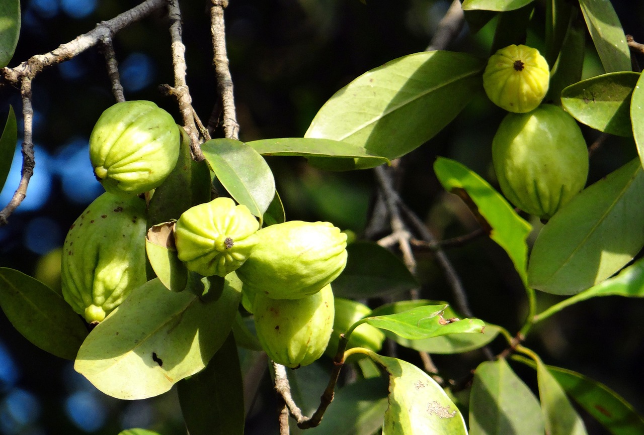 Garcinia: frutto dai mille benefici