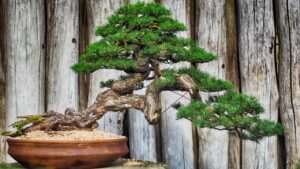 Kiryuzuna, i segreti del substrato perfetto per i bonsai