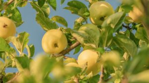 Il trucco da giardiniere: pota questi alberi da frutto prima dell’inverno per un raccolto straordinario