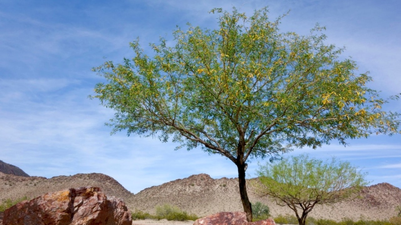 Mesquite: un albero da numerosi benefici