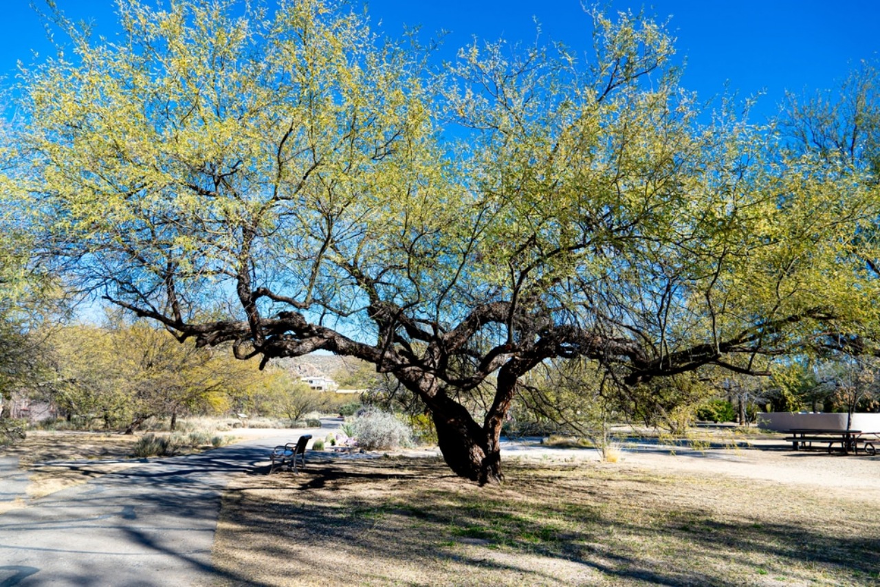 Mesquite: un albero da numerosi benefici