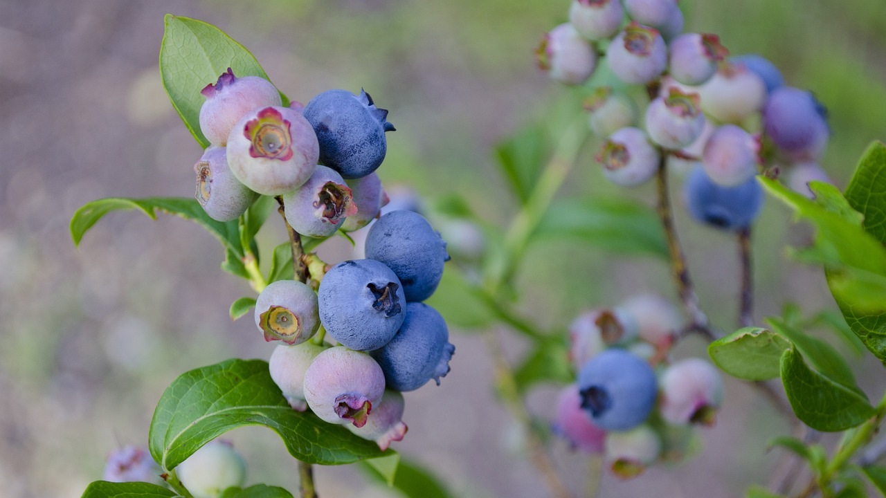 Mirtilli: frutti benefici per la vescica