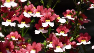 Nemesia: la pianta che trasforma il tuo balcone in un angolo fiorito e profumato