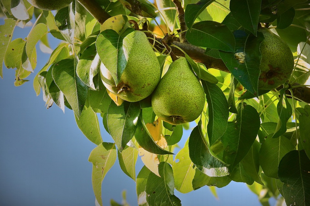 Pero: alberi da frutto