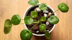 Pilea Greyzy: la pianta decorativa che richiede pochissime cure