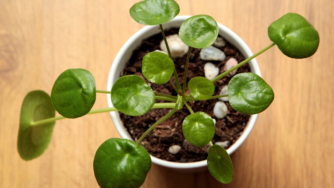 Pilea Greyzy: pianta d'appartamento