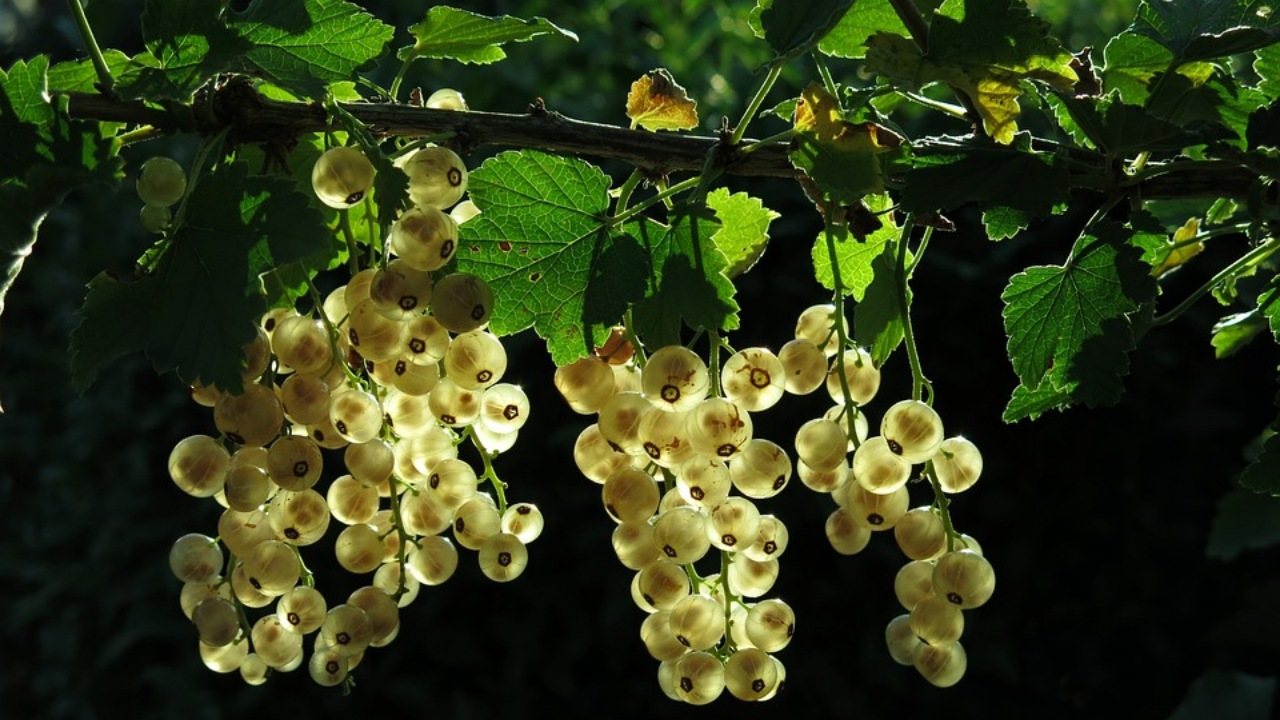 Ribes indiano: ricco di vitamina C