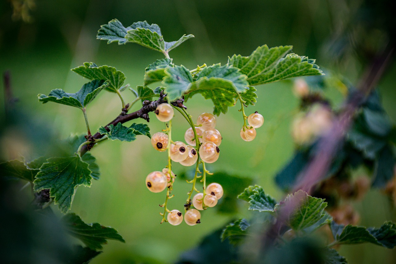 Ribes indiano: ricco di vitamina C