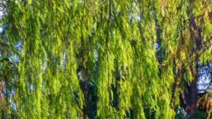 Il rimu: la storia di un albero prezioso tra sfruttamento e conservazione