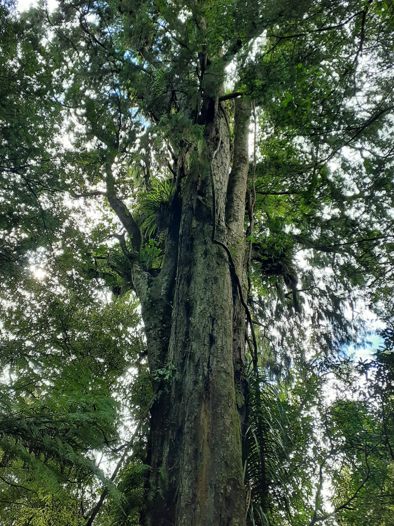 Legno di Rimu