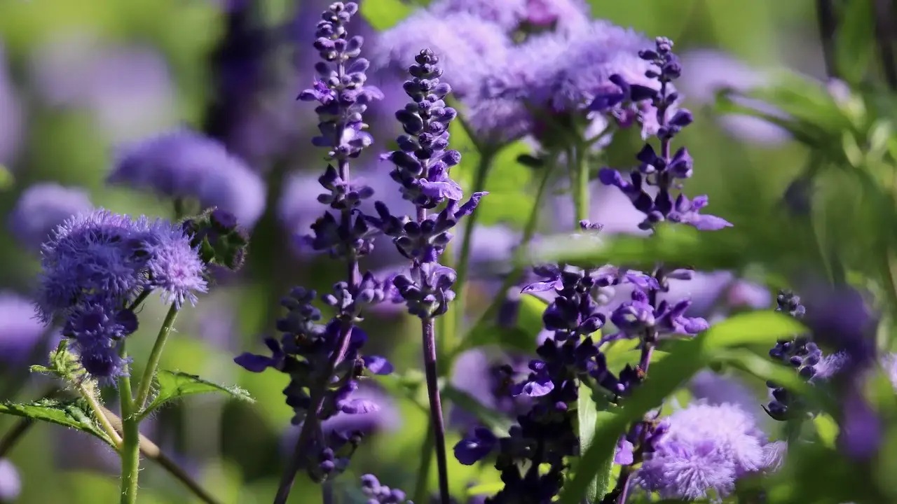 I benefici della salvia sui capelli