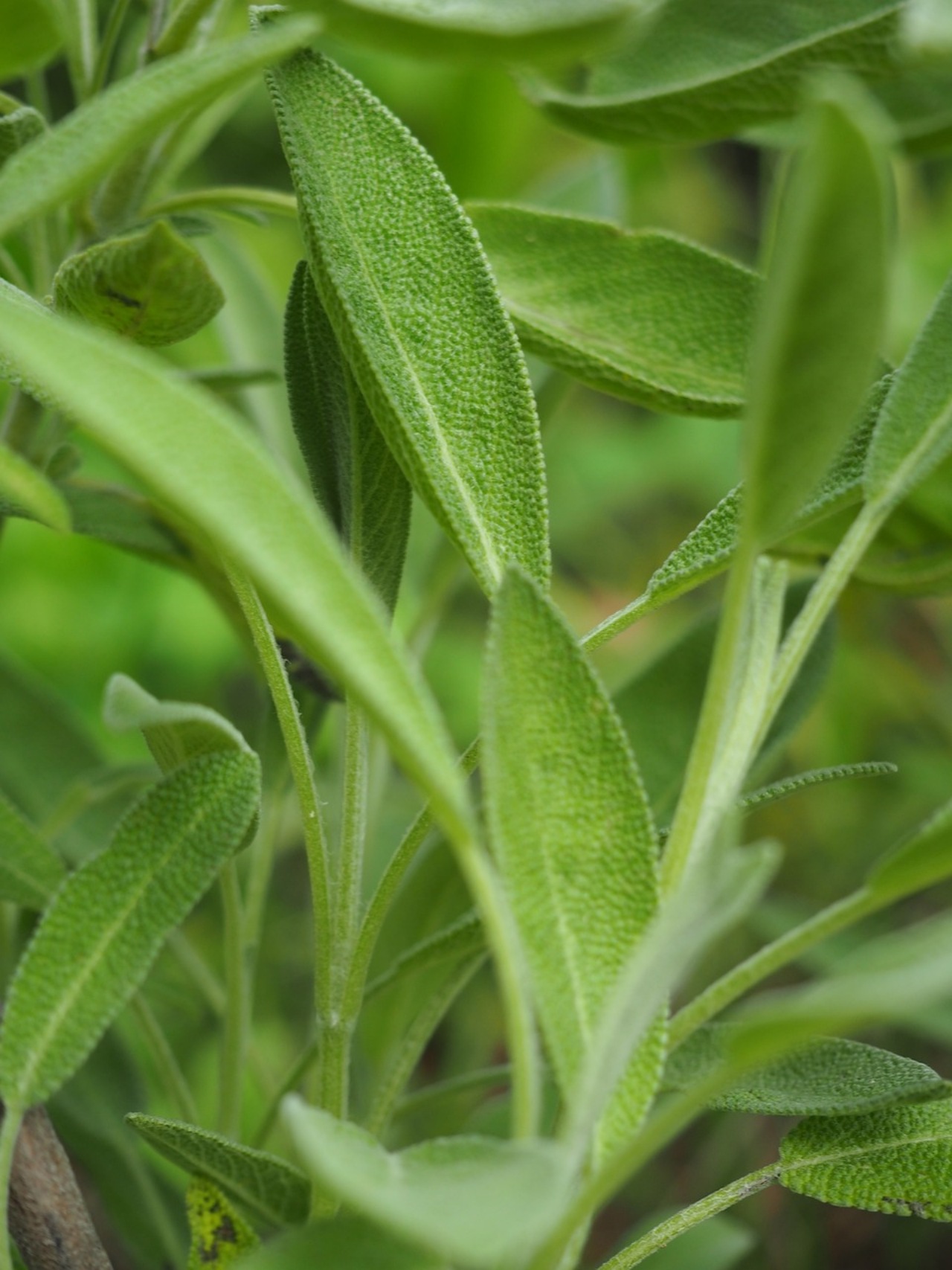 I benefici della salvia sui capelli