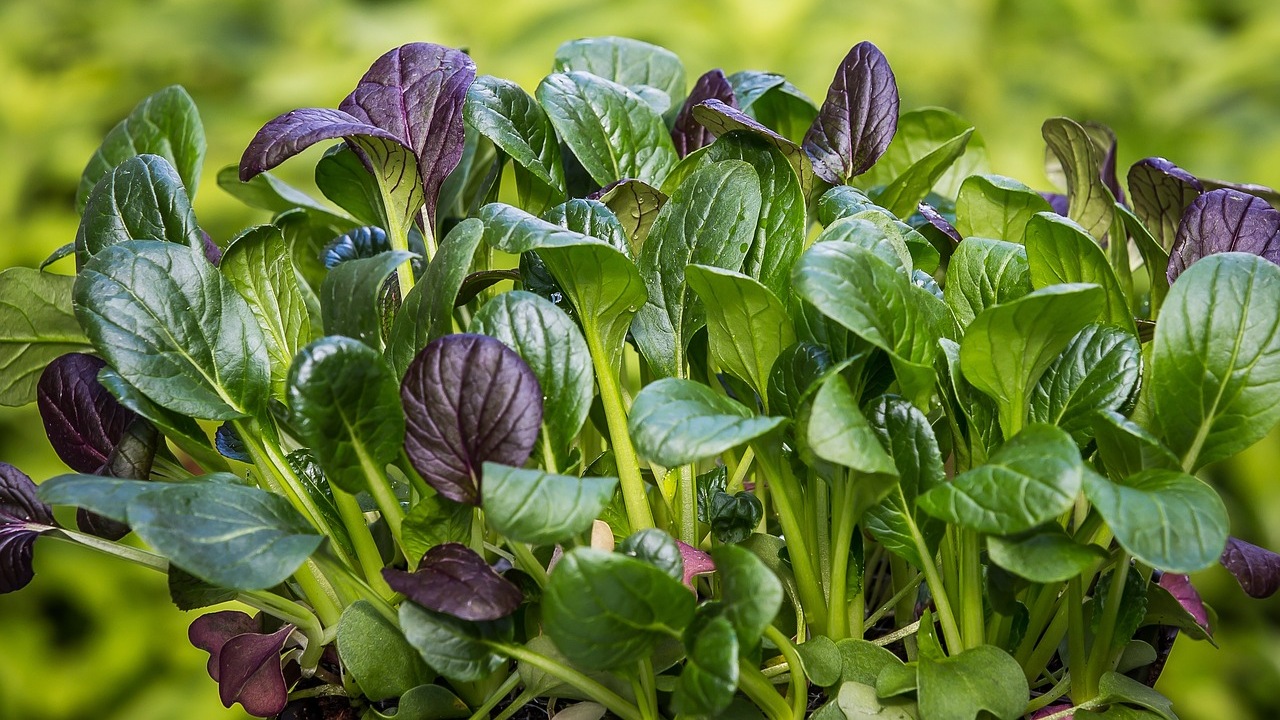 Spinaci: verdura da piantare nel tuo orto in inverno