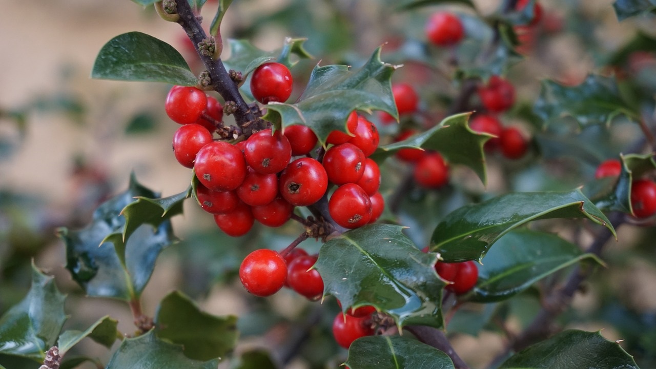 piante alternative stella natale, agrifoglio