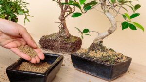 Akadama, se coltivate bonsai è questo il substrato da usare