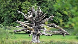 Come capire se un albero è morto: i segnali inequivocabili