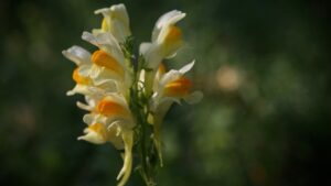 Bocche di leone: trucchi e segreti per far fiorire l’Antirrhinum majus