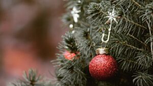 Ebbene sì: vi toccherà anche concimare l’albero di Natale vero in vaso