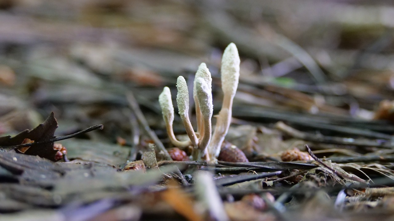 cordyceps