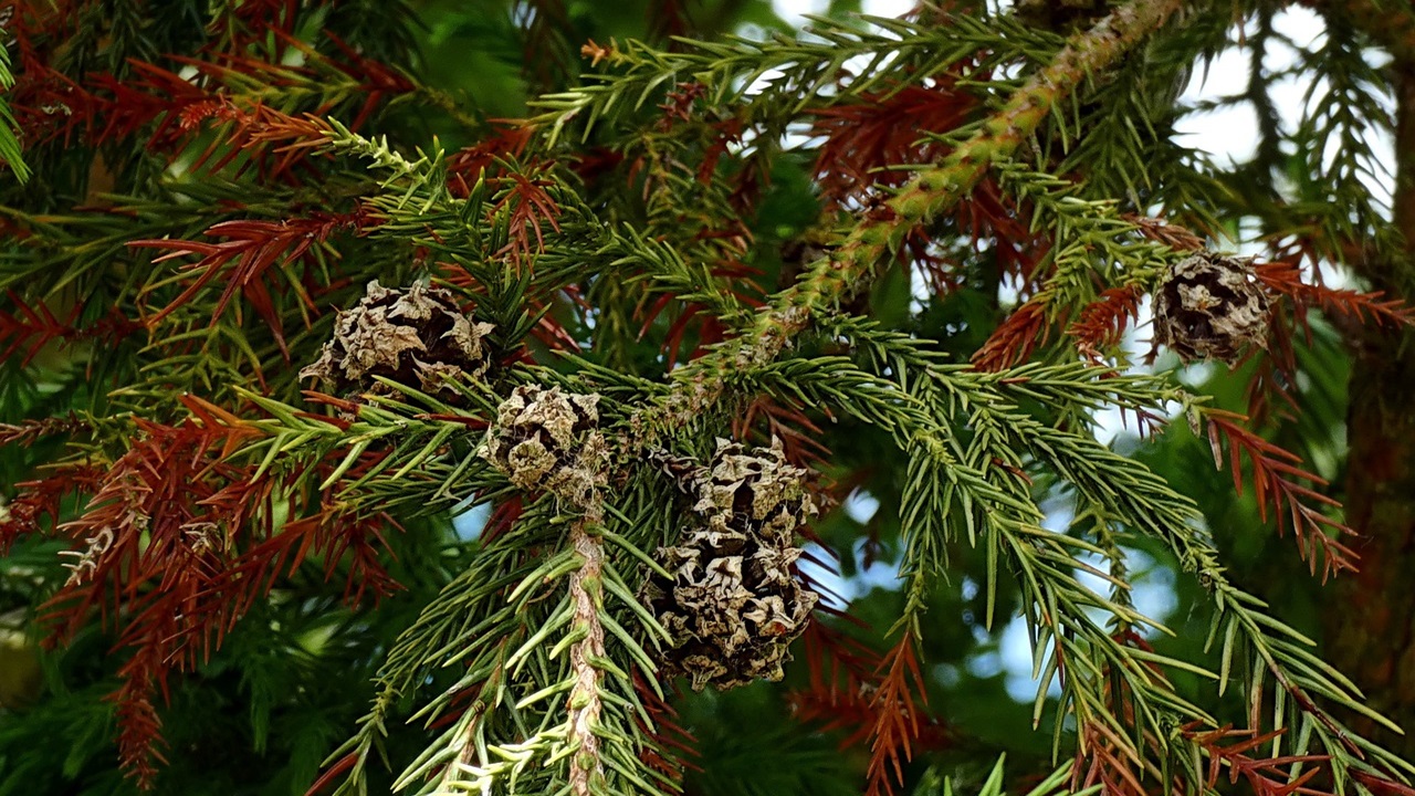 cryptomeria japonica tasso