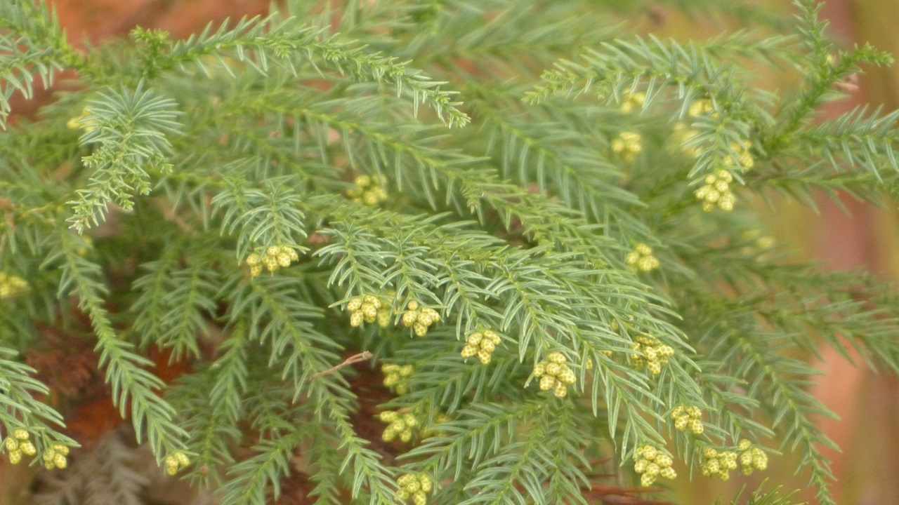 cryptomeria japonica