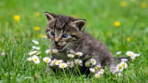 I trucchi per tenere i gatti lontani dalle aiuole