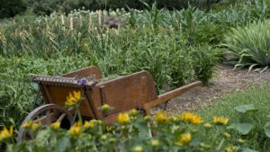 I dettagli inaspettati che i giardinieri esperti notano nel nostro giardino