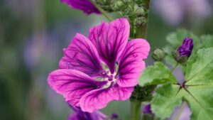 Vuoi ricreare un giardino all’inglese – queste sono le piante e i fiori che non devono mancare