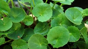 Gli incredibili benefici e gli usi della Gotu Kola