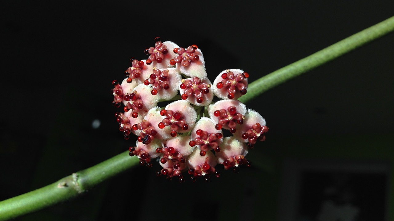 hoya kerrii