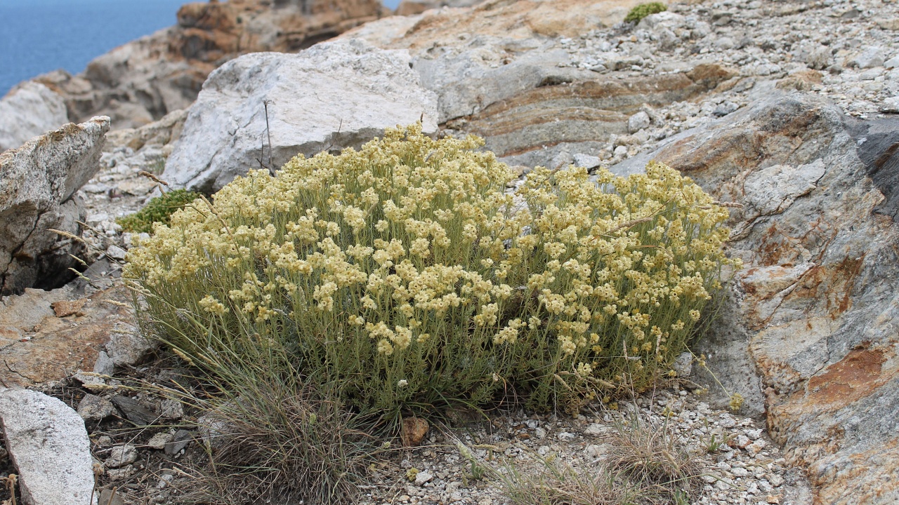 Helichrysum spp