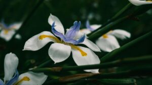 Iris africano, come prendersi cura di questo fiore tropicale che sembra un dipinto