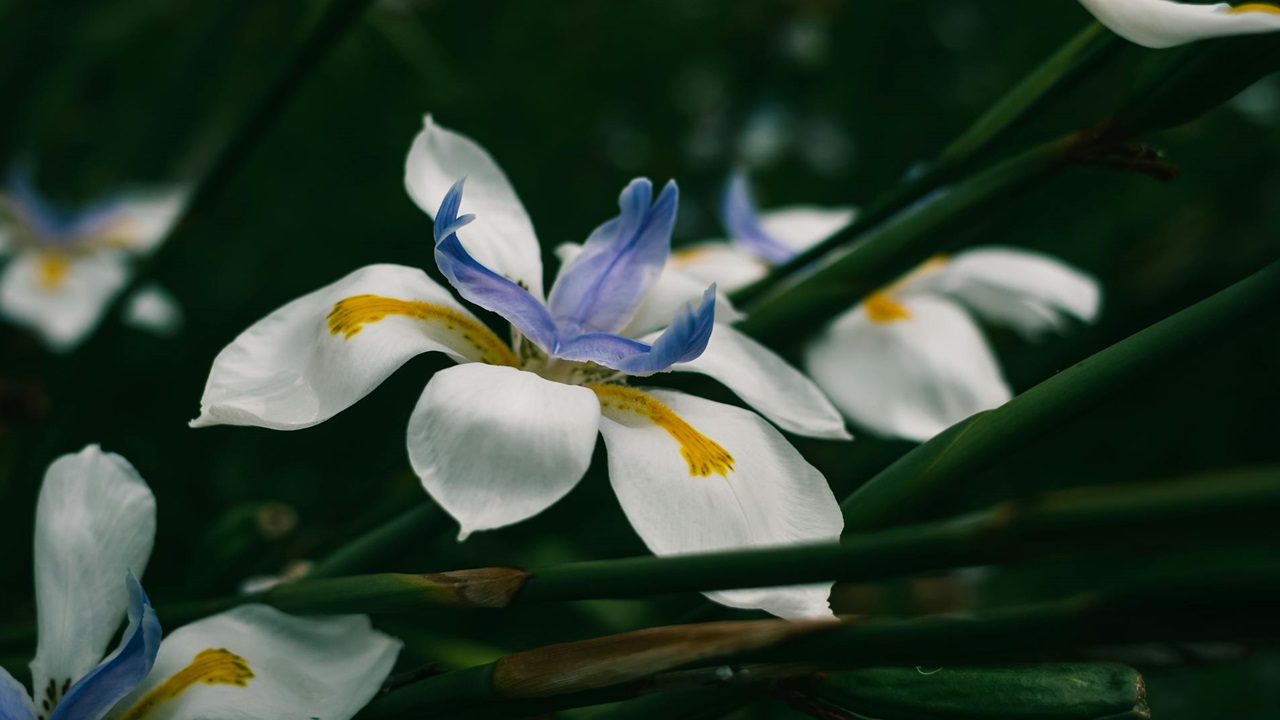 iris africano