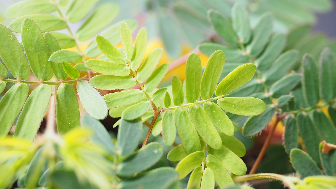 foglie di mimosa