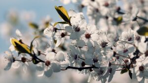 Albero di mirabolano: caratteristiche e proprietà di questa pianta