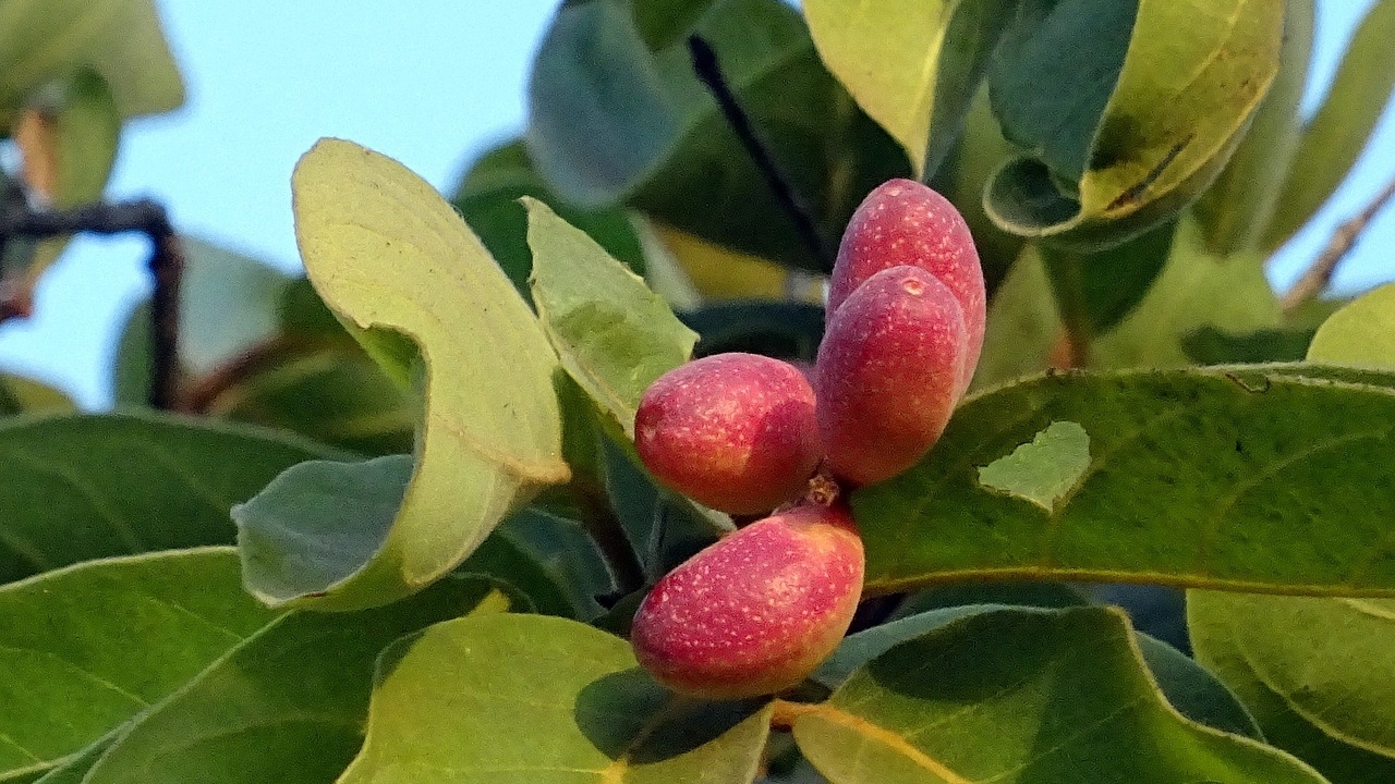 frutti di mirabolano