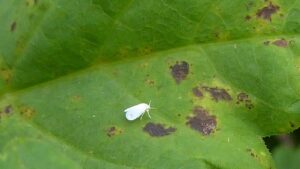 Mosca bianca: come riconoscere questo dannoso parassita delle piante