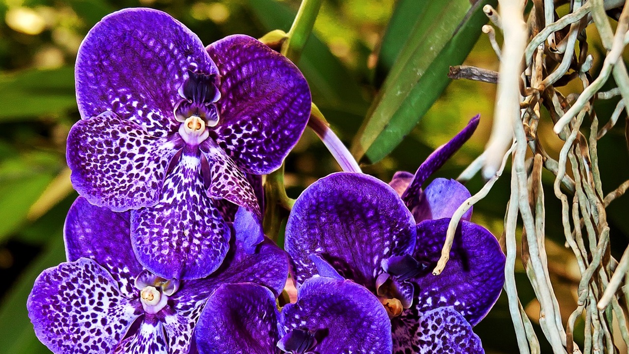 orchidea blu