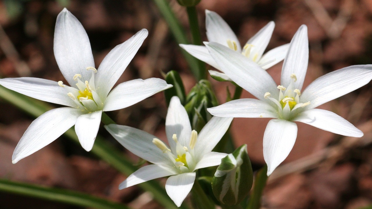 ornithogalum montanum