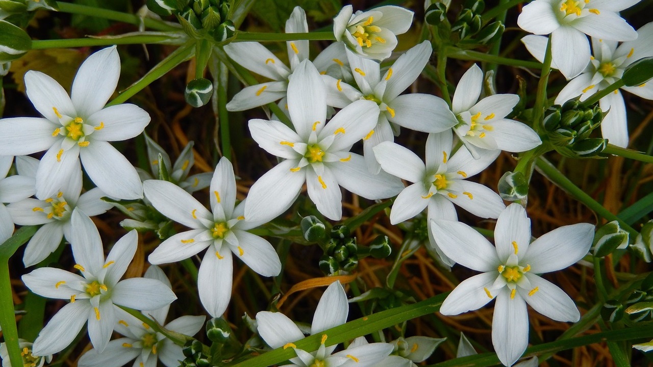 ornithogalum