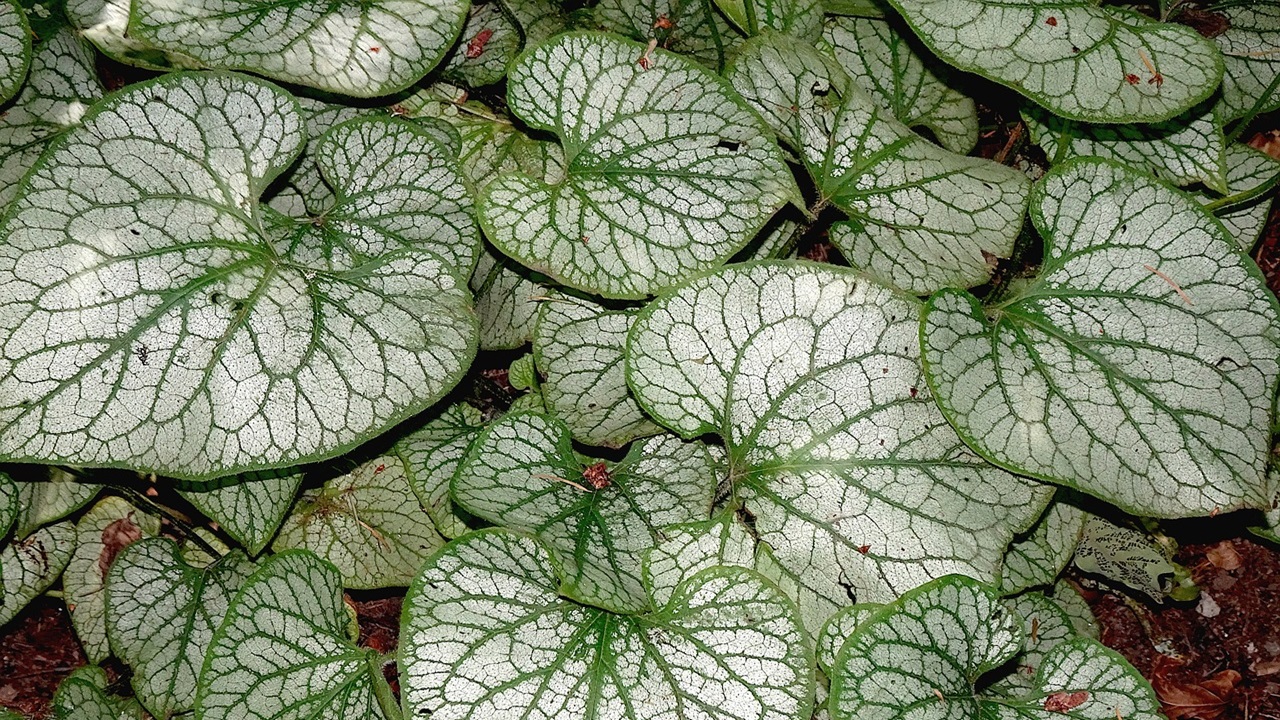 peperomia pianta