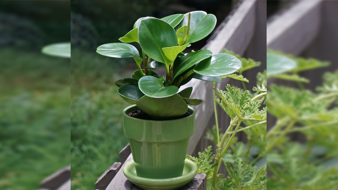 peperomia