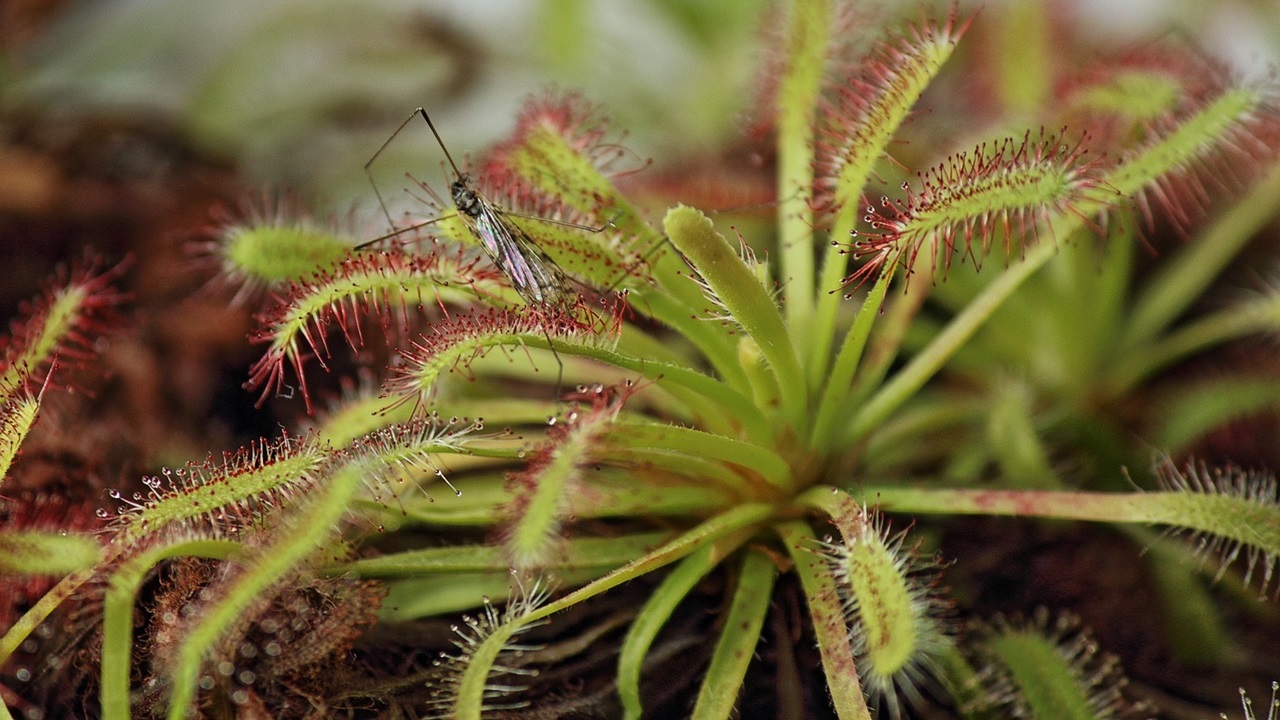 piante carnivore drosera