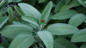 Dobbiamo potare la salvia d’inverno? La parola agli esperti