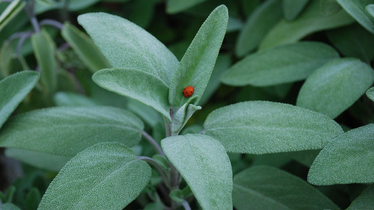 potare salvia